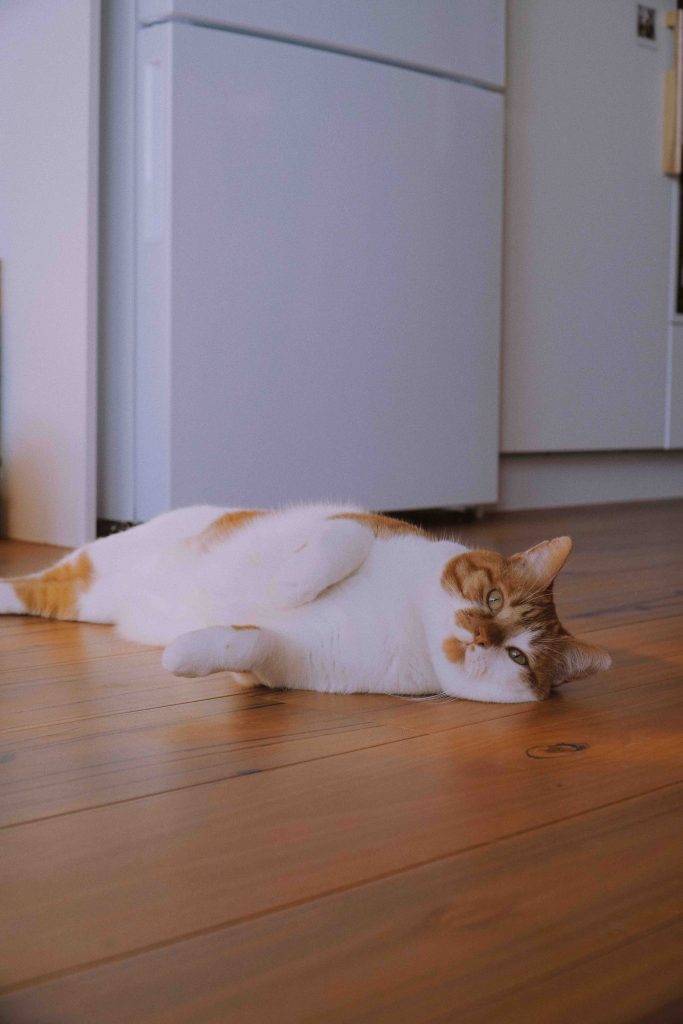 Cat Laying on Timber Floor - Blog Image